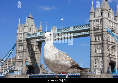 Selektiver Fokus auf einem englischen Möwe. Im Hintergrund die alten Tower von London in Großbritannien Stockfoto