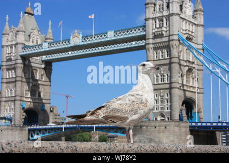 Selektiver Fokus auf einem englischen Möwe. Im Hintergrund die alten Tower von London in Großbritannien Stockfoto