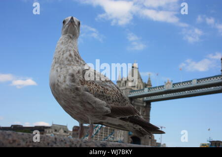 Selektiver Fokus auf einem englischen Möwe. Im Hintergrund die alten Tower von London in Großbritannien Stockfoto