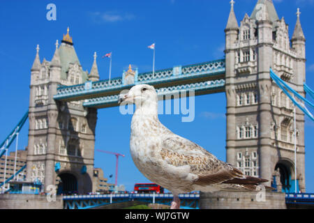 Selektiver Fokus auf einem englischen Möwe. Im Hintergrund die alten Tower von London in Großbritannien Stockfoto