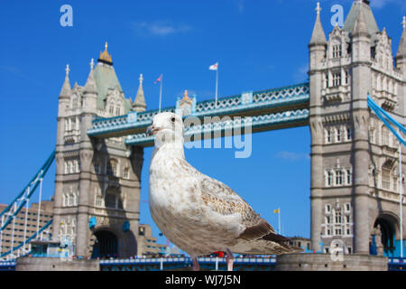 Selektiver Fokus auf einem englischen Möwe. Im Hintergrund die alten Tower von London in Großbritannien Stockfoto