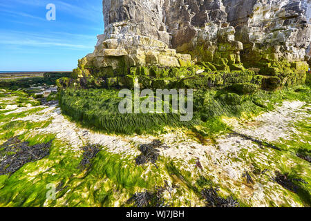 Botany Bay ist die nördlichste der sieben Buchten in Broadstairs. Es verfügt über Kreidefelsen und ist eine beliebte touristische Lage. Stockfoto