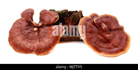 Lingzhi Mushroom Ganoderma Lucidum, Holz, Sternanis Obst auf weißem Hintergrund Stockfoto