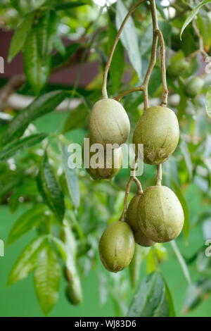 Blumenstrauß aus frischen, grünen Oliven bereit, gegessen zu werden. Stockfoto