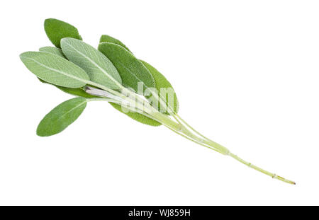 1 Zweig Salbei (Salvia officinalis) Kraut Ausschnitt auf weißem Hintergrund Stockfoto