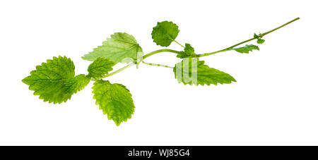 Grün Zweig Zitronenmelisse (Melissa officinalis) Pflanze Ausschnitt auf weißem Hintergrund Stockfoto