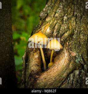 Der hölzerne Pilze wachsen auf den Bäumen im Feuchtgebiet Wald von Samobor, Kroatien Stockfoto