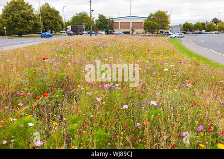 Wilde Blumen wachsen auf dem Mittelstreifen entlang St Cuthberts in Darlington, England, Großbritannien Stockfoto