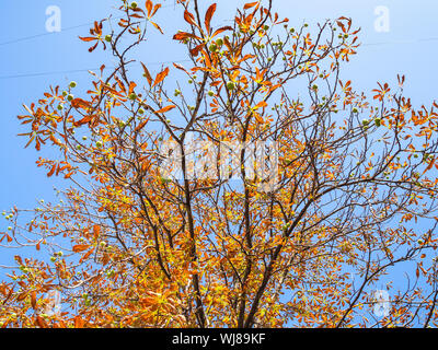 Ansicht von unten Rosskastanie Baum mit orange und gelbe Blätter und grüne Früchte und blauer Himmel im Hintergrund an sonnigen Herbsttag Stockfoto
