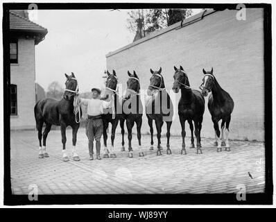 Pferd zeigt. McLEAN PFERDE Stockfoto