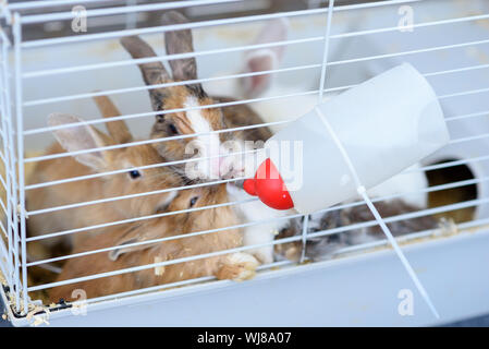 Kaninchen Trinkwasser aus Fütterung Wasserflasche. Die Häschen im Käfig für kleine Haustiere. Stockfoto