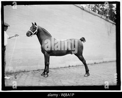 Pferd zeigt. McLEAN PFERDE Stockfoto