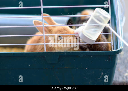 Kaninchen Trinkwasser aus Fütterung Wasserflasche. Die Häschen im Käfig für kleine Haustiere. Stockfoto
