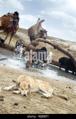 Schlafender Schäferhund und Rinder an der Tränke Stockfoto