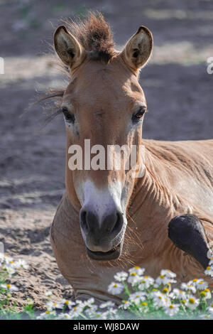 Przewalski Pferd Kopf hoch (Equus ferus Przewalskii) mit Nachmittag Sonnenlicht Stockfoto