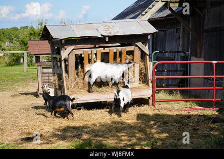 Familie von Ziegen spielen um auf den kleinen Landwirt Bauernhof im Fond du Lac County Stockfoto