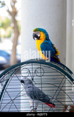 Portrait bunten Ara Papagei Käfig. Ara außerhalb ihres Käfigs. Graupapagei Jaco in den Käfig. Stockfoto