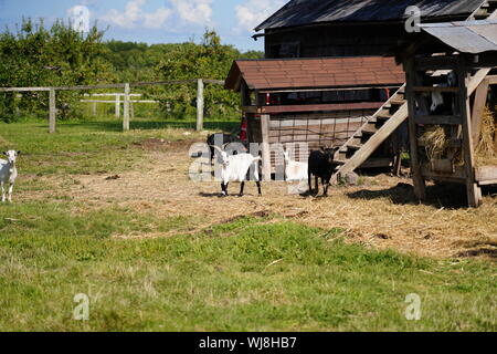Familie von Ziegen spielen um auf den kleinen Landwirt Bauernhof im Fond du Lac County Stockfoto