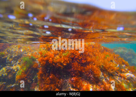 Mediterrane Unterwasser Seetang Algen in Denia Javea Alicante Spanien Stockfoto