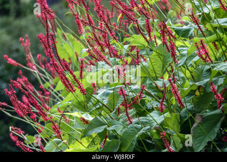 Bergfleece, Persicaria Bistorta amplexicaulis 'FiRetail' Stockfoto