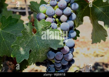 Weintrauben, die in Paso Robles, California Stockfoto
