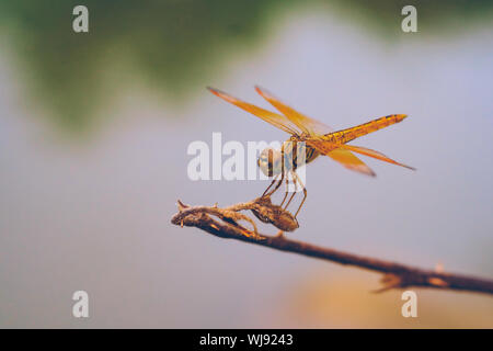 Marco von orange Dragonfly in einem Land Vietnam Stockfoto