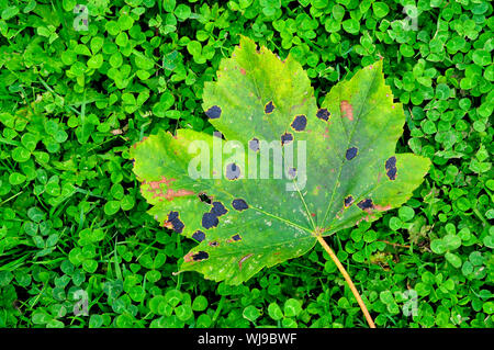 Tar spot Pilz oder Krankheit, rhytisma acerinum auf Ahorn Blatt. Dorset, UK August 2018 Stockfoto