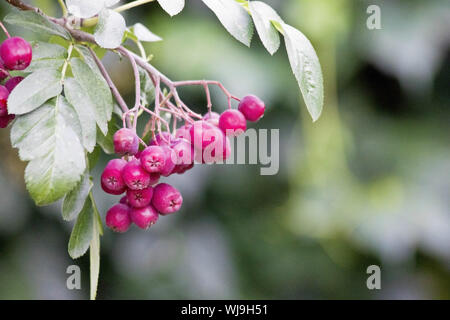 Strauß roter Rowan Berry. Leuchtend rote Vogelbeeren auf einen Baum mit grünen Blättern. Europäische Berg Rowan berry Baum auf verschwommenen Hintergrund. Red Rowan. Stockfoto