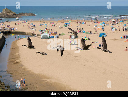 Kanada Gänse, Branta canadensis über den Summerleaze Beach, Bude, Cornwall, Großbritannien Stockfoto