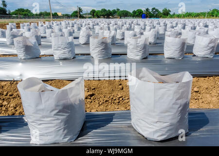 Zeile fo Coconut Kokos in Kindergärten weißen Beutel für Bauernhof mit fertigation, Bewässerungssystem für den Anbau von Erdbeeren verwendet werden. Stockfoto