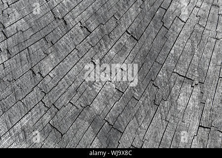 Alten grauen Holz- Abschnitt mit radiale Risse anmelden, Hintergrund Foto Textur Stockfoto