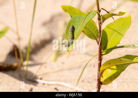 Monarchfalter (danaus Plexippus) Larven Caterpillar essen Seidenpflanzenblätter auf Beaver Island, Michigan im Spätsommer. Stockfoto