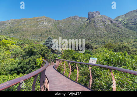 Die "boomslang" Baum Canopy Walkway, Kirstenbosch National Botanical Garden, Cape Town, Western Cape, Südafrika Stockfoto