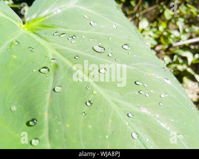 Makro-ansicht grünes Blatt mit Wassertropfen Stockfoto