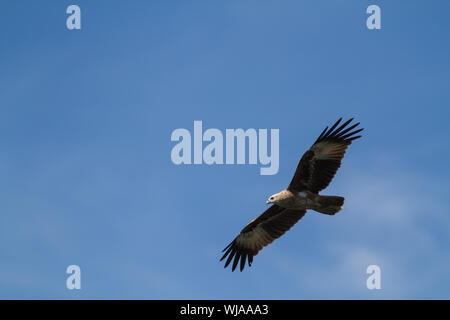 White-bellied Seeadler (haliaeetus leucogaster) aus gesehen, bei der Sie die Insel Langkawi, Malaysia Stockfoto