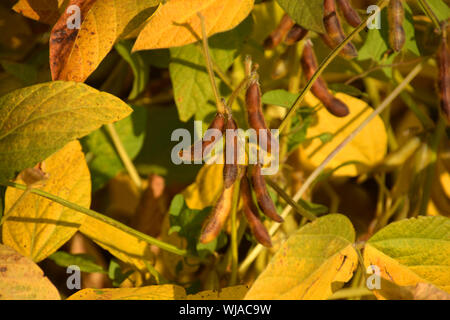 Sojabohnen für Ernte bereit, reif oder Sojabohnen Glycine max. Feld mit Herbst bunte Blätter kurz vor der Ernte Stockfoto