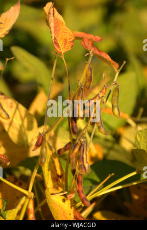Soja Pflanze Mit braunen Schoten, reif oder Sojabohnen Glycine max. Feld mit Herbst bunte Blätter kurz vor der Ernte Stockfoto