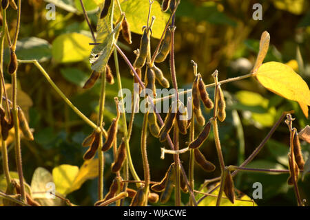 Reif, Soja oder Glycine max Feld mit Herbst bunte Blätter kurz vor der Ernte, in der Nähe von Reifen Soja Pflanze Stockfoto