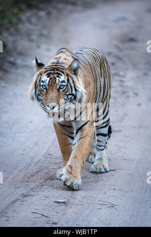 Ranthambore Wild männlich Bengal Tiger Kopf auf abendlichen Spaziergang Gebiet Markierungen auf einem jungle Track im Ranthambore Nationalpark, Indien - Panthera tigris Stockfoto