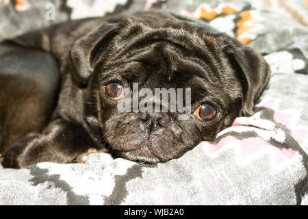 Nahaufnahme Gesicht von niedlichen schwarzen Mops Hund Rasse liegen auf einem Hunde Bett mit traurigen Augen geöffnet. Selektive Weichzeichner. Text kopieren. Armen traurigen Kranken gelangweilt Hund con Stockfoto