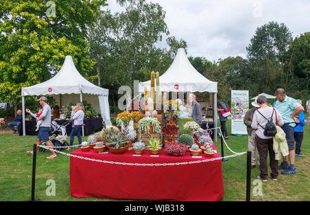Stall und Anzeige von Kakteen und Sukkulenten im September 2019 Wisley Garden Flower Show an RHS Garden Wisley, Surrey, South East England Stockfoto