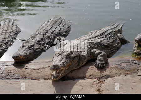 Ein Krokodil zeigt Zähne. Jaws Krokodil öffnen. Crocodile Farm. Anbau von Krokodilen. Krokodil scharfe Zähne. Close-up. Stockfoto