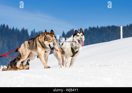 sportliche Hunde-Team läuft im Schnee Stockfoto