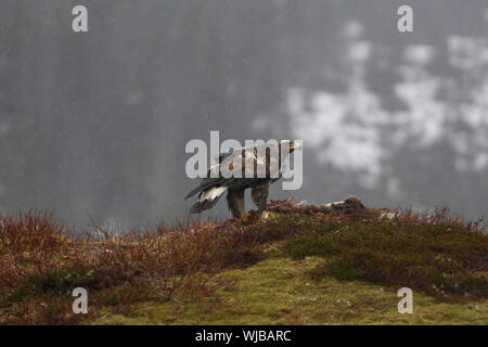 Golden Eagle, Aquila Chrysaetos, junge Fütterung auf Fox Karkasse Stockfoto