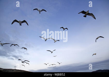 Herde von Möwen gemischt, hauptsächlich Silbermöwe. Larus argentatus, im Flug Stockfoto