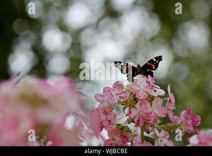 Red Admiral (Vanessa atalanta) Suchen über hortensienblüten Stockfoto