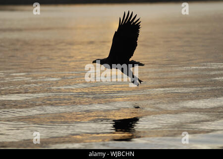 Seeadler, Haliaeetus albicilla, die nach dem Fang von Fischen Stockfoto