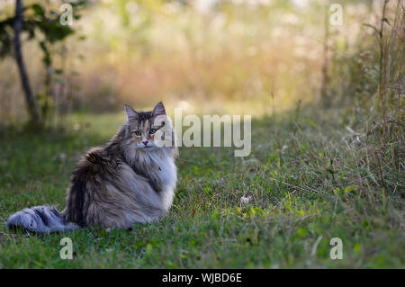 Eine süße Norwegische Waldkatze Frauen sitzen im Freien am Abend. Sie ist auf der Suche nach einige Beute Stockfoto