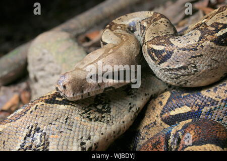 Boa constrictor (Boa constrictor), auch genannt die Red-tailed Boa oder die gemeinsame Boa, Stockfoto