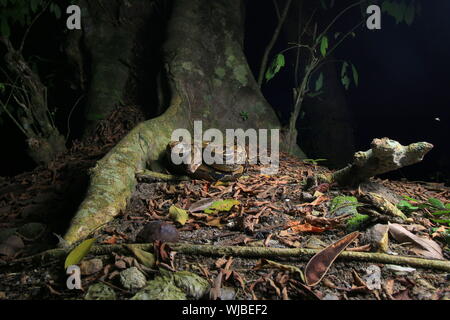 Boa constrictor (Boa constrictor), auch genannt die Red-tailed Boa oder die gemeinsame Boa, Stockfoto